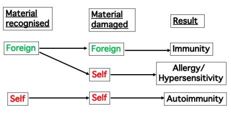 Autoimmunity Flashcards Quizlet