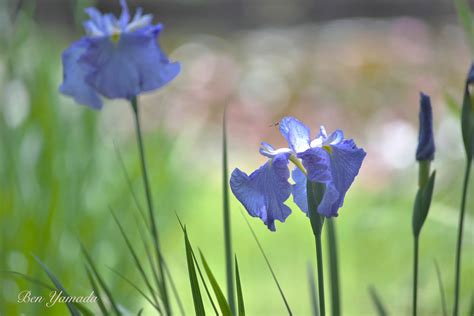 Обои на рабочий стол Голубые ирисы на размытом фоне, by Ben Yamada ...