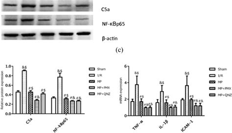 Effects Of Pmx And Qnz On C5a Nf κbp65 Tnf α Il 1β And Icam 1