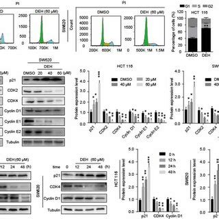 DEH Inhibits Cell Growth By Arresting The Cell Cycle At The G1 S Phase