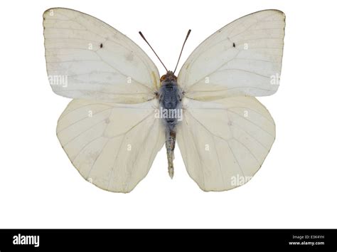 Lepidoptera; Pieridae; Catopsilla florella; Fabricius 1775 Stock Photo ...