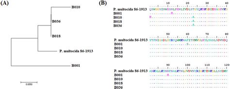 Results Of The Pasteurella Multocida Isolate Selection Test To Be Used Download Scientific