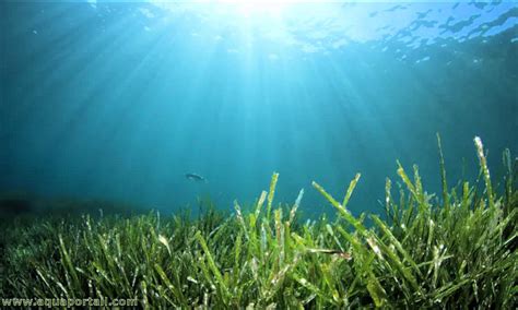 L aquaculture des herbiers marins peut elle aider à stopper le