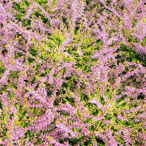 Calluna Vulgaris ‘bonita