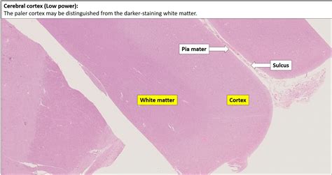 Cerebral Cortex Histology Labeled