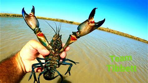 Australian Freshwater Yabbie Boil Crayfish Crawfish Catch Clean Cook