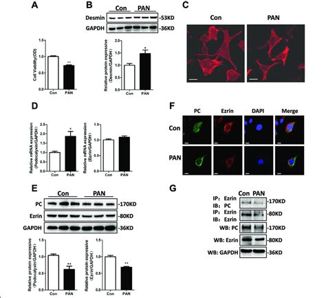 Pan Inhibited Pc And Ezrin Protein Expression And Downregulated