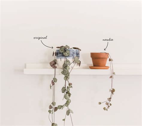 How to: Grow your own indoor plants from cuttings — Abode Magazine