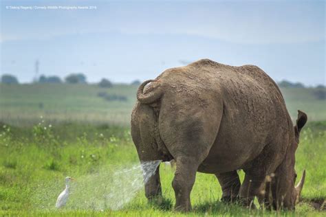 Top Des Images Les Plus Dr Les Des Animaux Sauvages