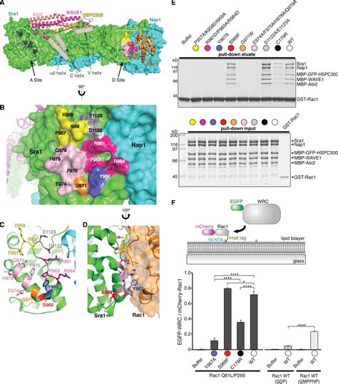 Rac Gtpase Activates The Wave Regulatory Complex Through Two Distinct