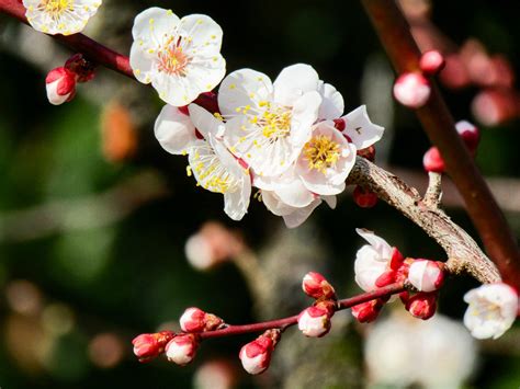 Plum Blossoms and Perseverance — Hearing Health Foundation