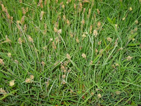 Glaucous Sedge - British Flora