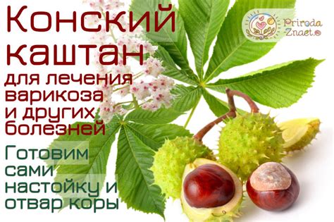 Конский каштан - применение и рекомендации