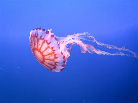 Jellyfish Water Royalty-Free Stock Photo