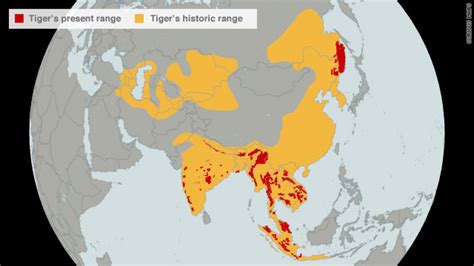 Tigers on verge of extinction in the wild, World Wildlife Fund warns - CNN.com