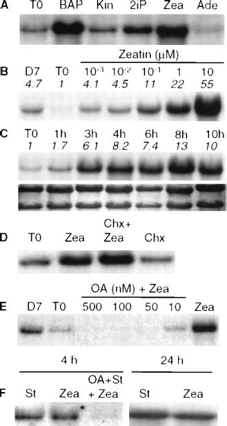 Cytokinin Activation Of Arabidopsis Cell Division Through A D Type