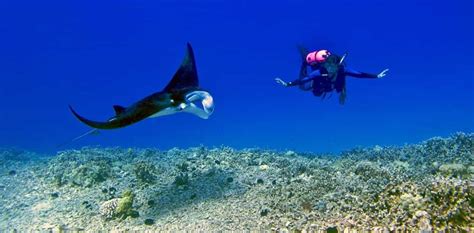 Where Can You Swim With Manta Rays in Hawaii? - The Family Vacation Guide