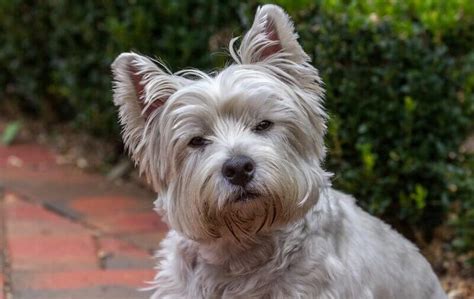 200 Westie Dog Names - West Highland White Terrier Name Ideas - PetPress