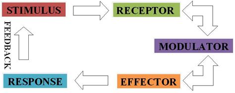 Stimulus Response Model