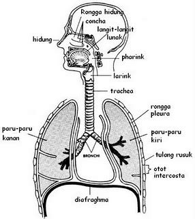 Sistem Respirasi Pada Manusia Ayo Belajar
