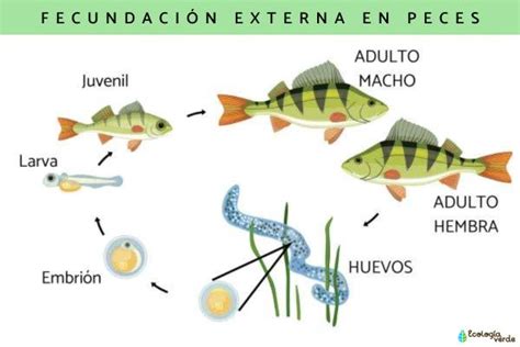 Reproducción de los peces Descubre el proceso