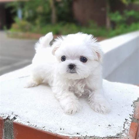 Maltipoo Near Me For Salemaltipoo Dogs For Sale Near Me