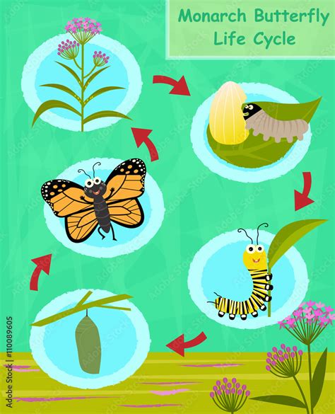 Monarch Butterfly Life Cycle Colorful Cartoon Diagram Of The Monarch