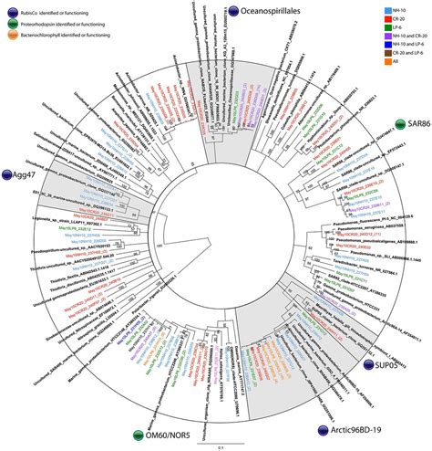 Figure 6 A Rooted Neighbor Joining Phylogenetic Tree Of G Flickr