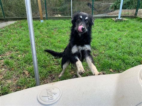 Adoption De Jade Ind Finie Chien Berger R Gion Pays De La Loire