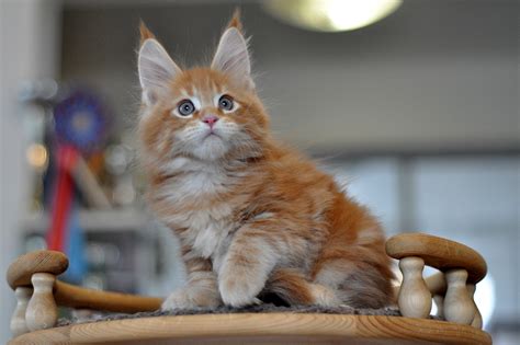 рыжий котенок мейн кун , питомник кошек Карамель - Сaramelcat