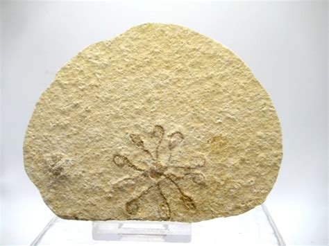 Solnhofen Saccocoma Floating Crinoid 32 Fossils For Sale