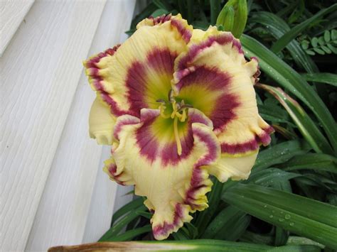 Photo Of The Bloom Of Daylily Hemerocallis Pot Of Gold From Gascone