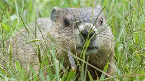 Groundhog Eating Grass In Its Natural Habitat In The Blue Ridge ...