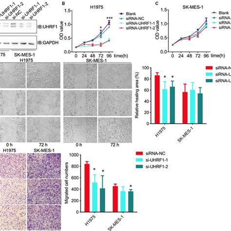 Knockdown Of UHRF1 Attenuates H1975 Cells Proliferation And Migration