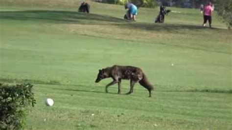 Coyote mating season in Florida: Safety tips to remember