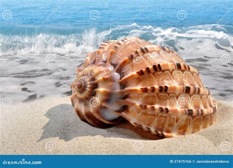 Conch Shell On Beach Stock Photo Image Of Conch Shore 27475166