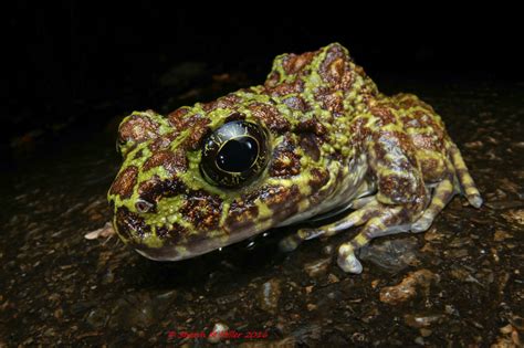 The Art of Wide-Angle Macro Photography by Shawn Miller | Okinawa Nature Photography