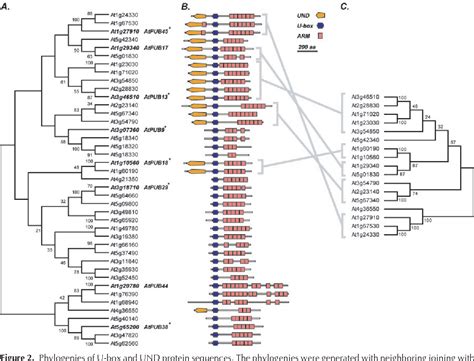 Figure 2 From A Large Complement Of The Predicted Arabidopsis ARM