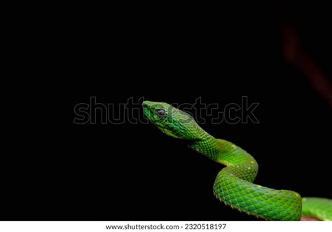 Green Snake Rainforest: Over 6,568 Royalty-Free Licensable Stock Photos ...