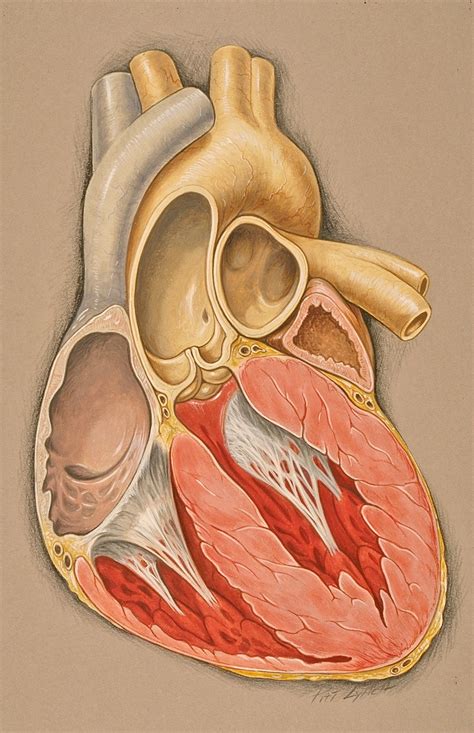 File:Heart anterior view coronal section.jpg - Wikimedia Commons