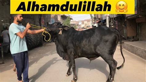 Alhamdulillah Qurbani Ka Janwar Le Liya 😍 Ahmar Shakeel Official Youtube