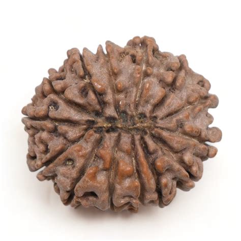 14 Mukhi Rudraksha Nepal 27 87mm 3 58g Fourteen Face Bead