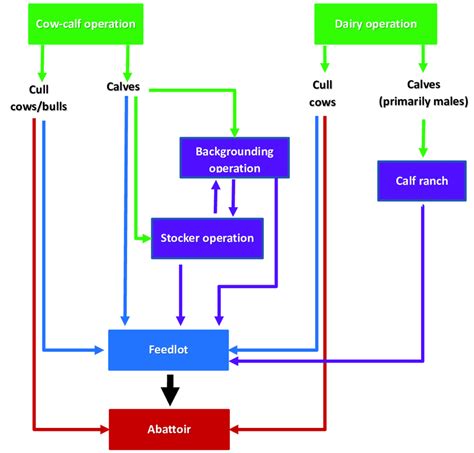 Schematic For Flow Of Cattle Through The Us Beef Production Chain Download Scientific