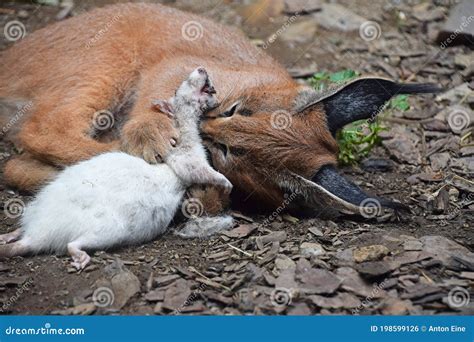 Baby Caracal Royalty-Free Stock Image | CartoonDealer.com #58341466