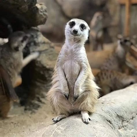 Kl Tower Mini Zoo Haiwan Mesra Di Mini Zoo Kuala Lumpur