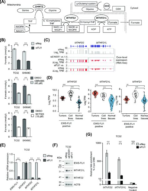 The EWS-FLI1 oncoprotein regulates the expression of genes required for ... 