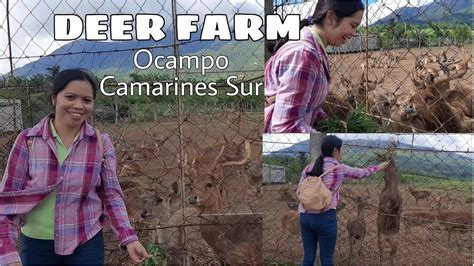 Deer Farm Bicol Ocampo Camarines Sur Philippines Youtube