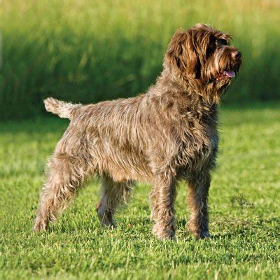 Wirehaired Pointing Griffon Rescue for Adoption