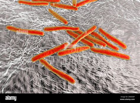 Tuberculosis Bacteria Computer Artwork Of Mycobacterium Tuberculosis