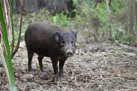 The World's Tiniest Pig, Once Thought Extinct, Returning to the Wild ...